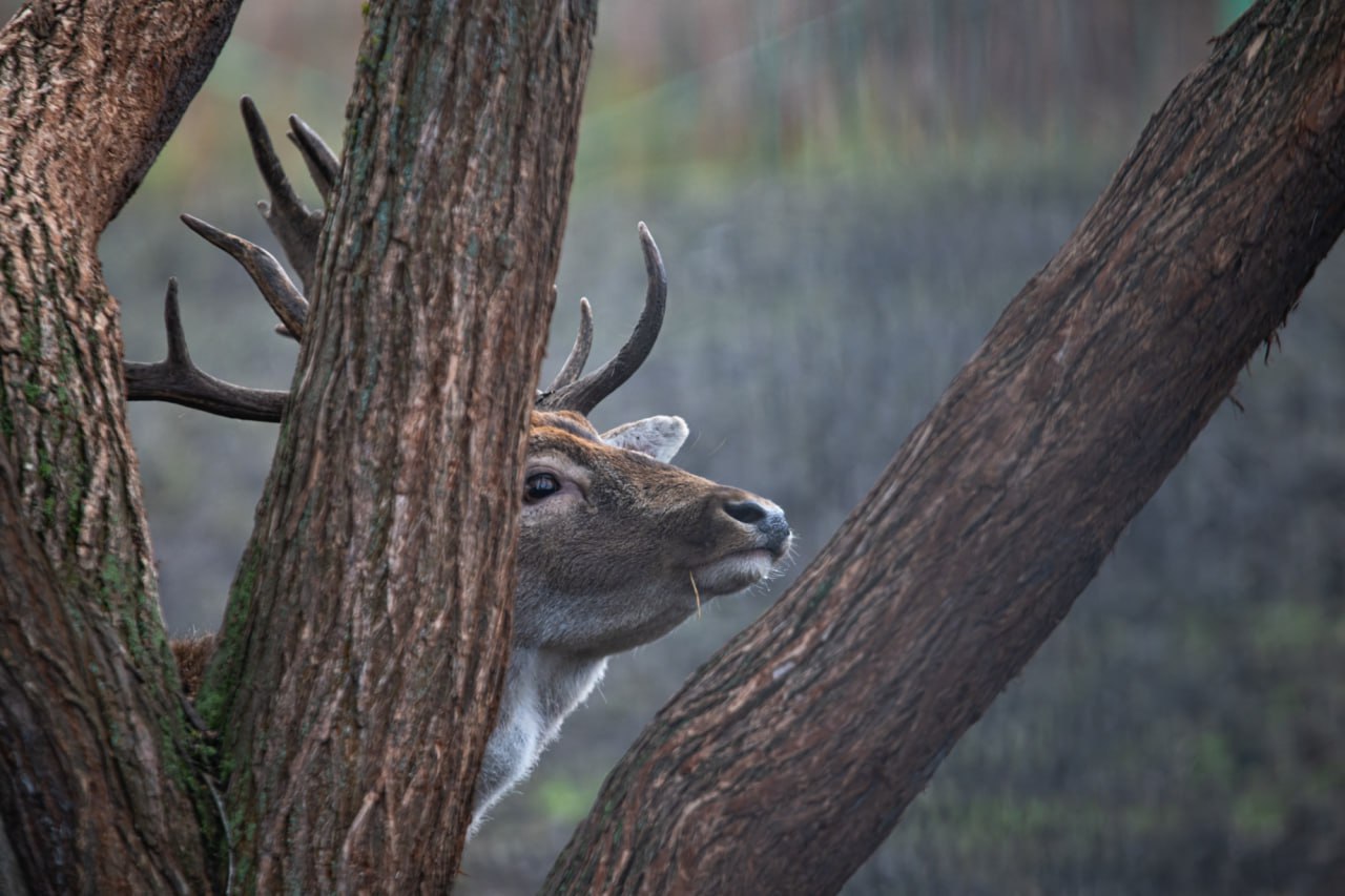 Вдруг впереди между стволами