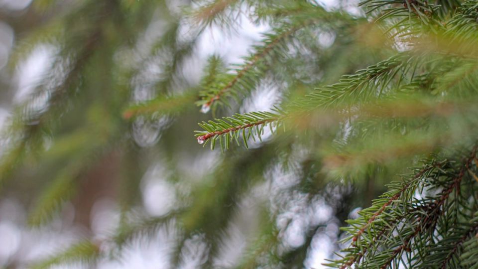 В Белгородской области проходят рейды против незаконной вырубки ёлок