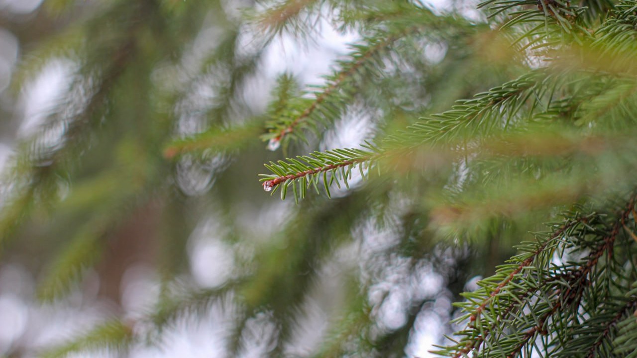 В Белгородской области проходят рейды против незаконной вырубки ёлок