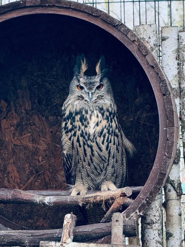 Погода 5 декабря. Сегодня синоптики обещают пасмурную погоду