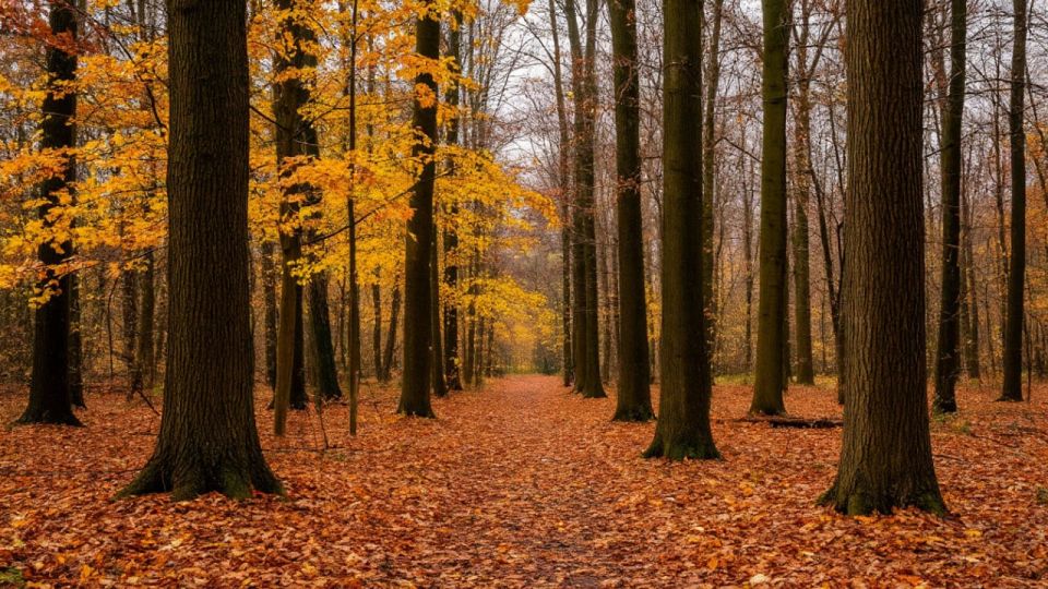 В Красненском округе высадили более 58 тысяч деревьев в рамках акции «Сохраним лес»