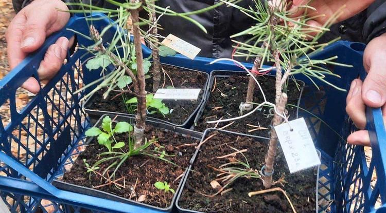 В Красненском округе высадили более 50 тысяч деревьев