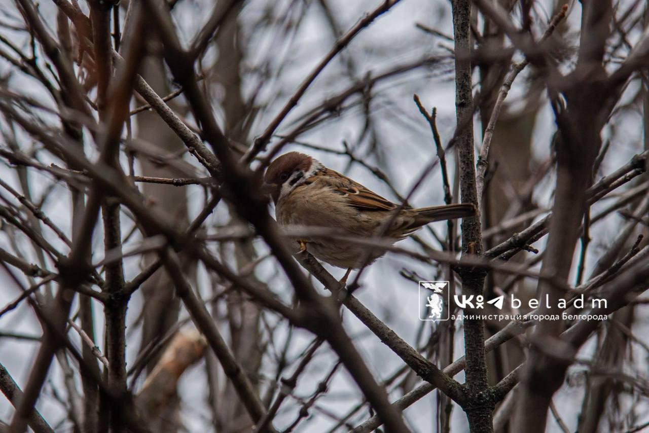 Доброе утро, Белгород!. Сегодня, 6 декабря, будет облачно с прояснениями