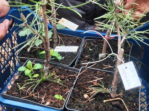 В Красненском округе высадили более 50 тысяч деревьев