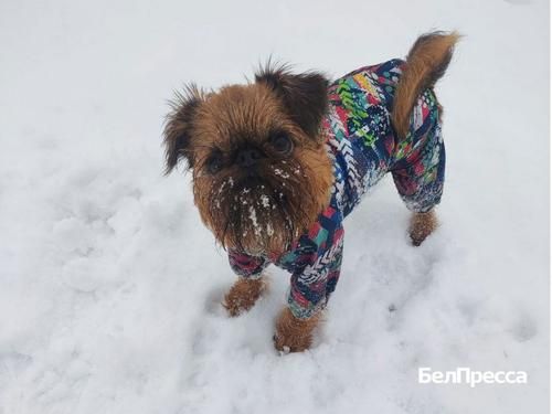 Зима нередко становится испытанием не только для нас, но и для наших питомцев