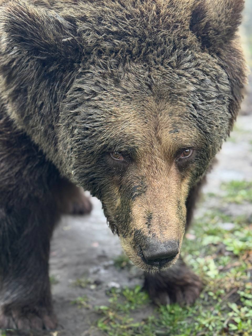 Миша, мишенька, медведь, научи меня позировать