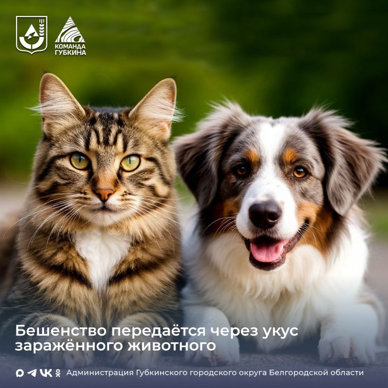 Бешенство: как распознать симптомы и защитить себя и близких