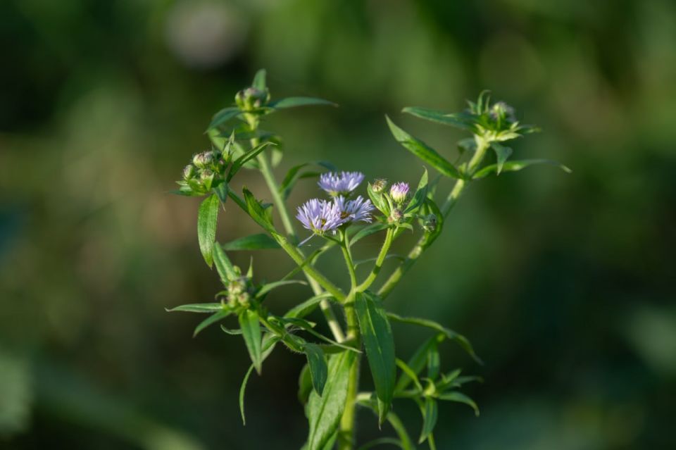 ������� ���� �� ������ ���������, � � ������ ������� � ������������ ������� �� ����� �����