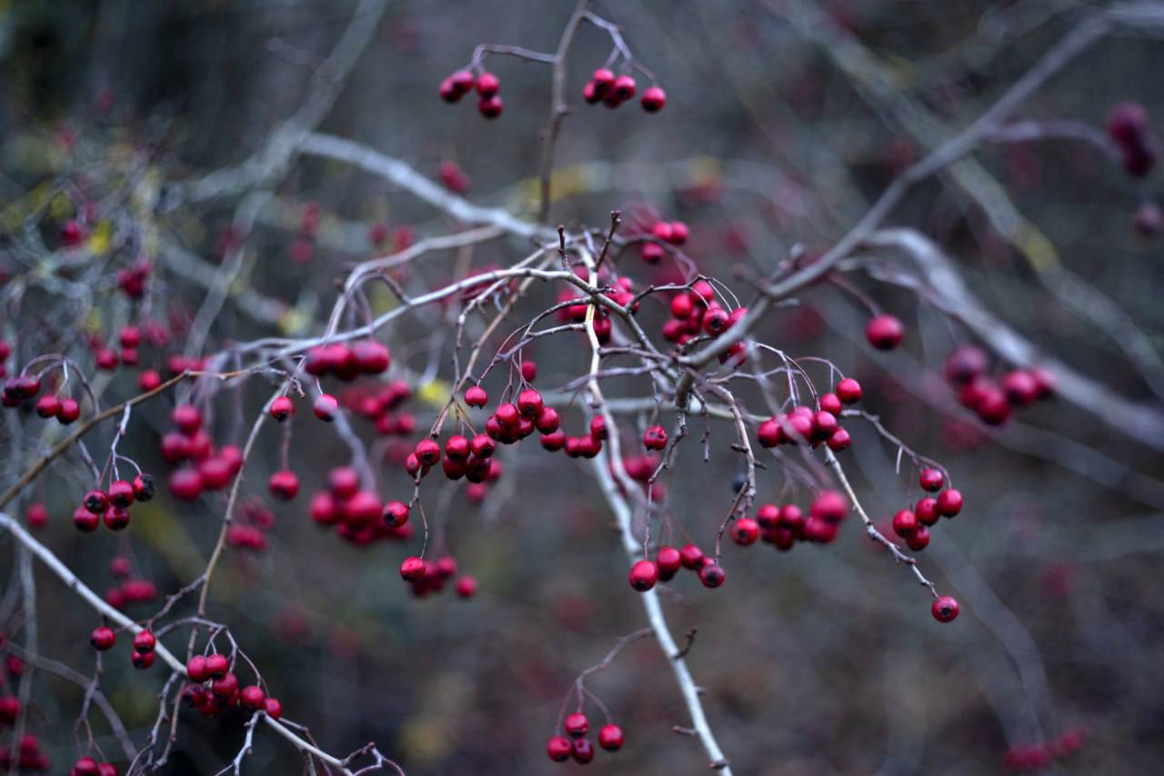 Доброе утро, Белгород!. 9 декабря будет облачно с прояснениями, местами возможен снег