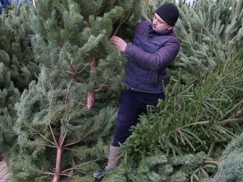 Ёлочные базары в Белгороде начнут работать 19 декабря