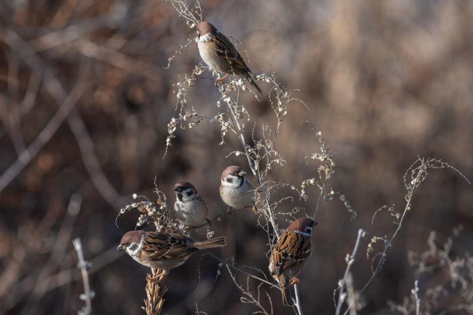 Погода 9 декабря. Сегодня синоптики обещают облачную погоду