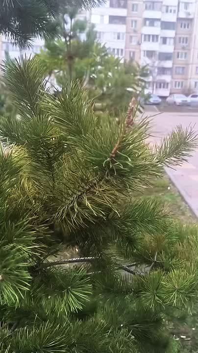 Подписчики делятся видео со снегом на улицах Белгорода!