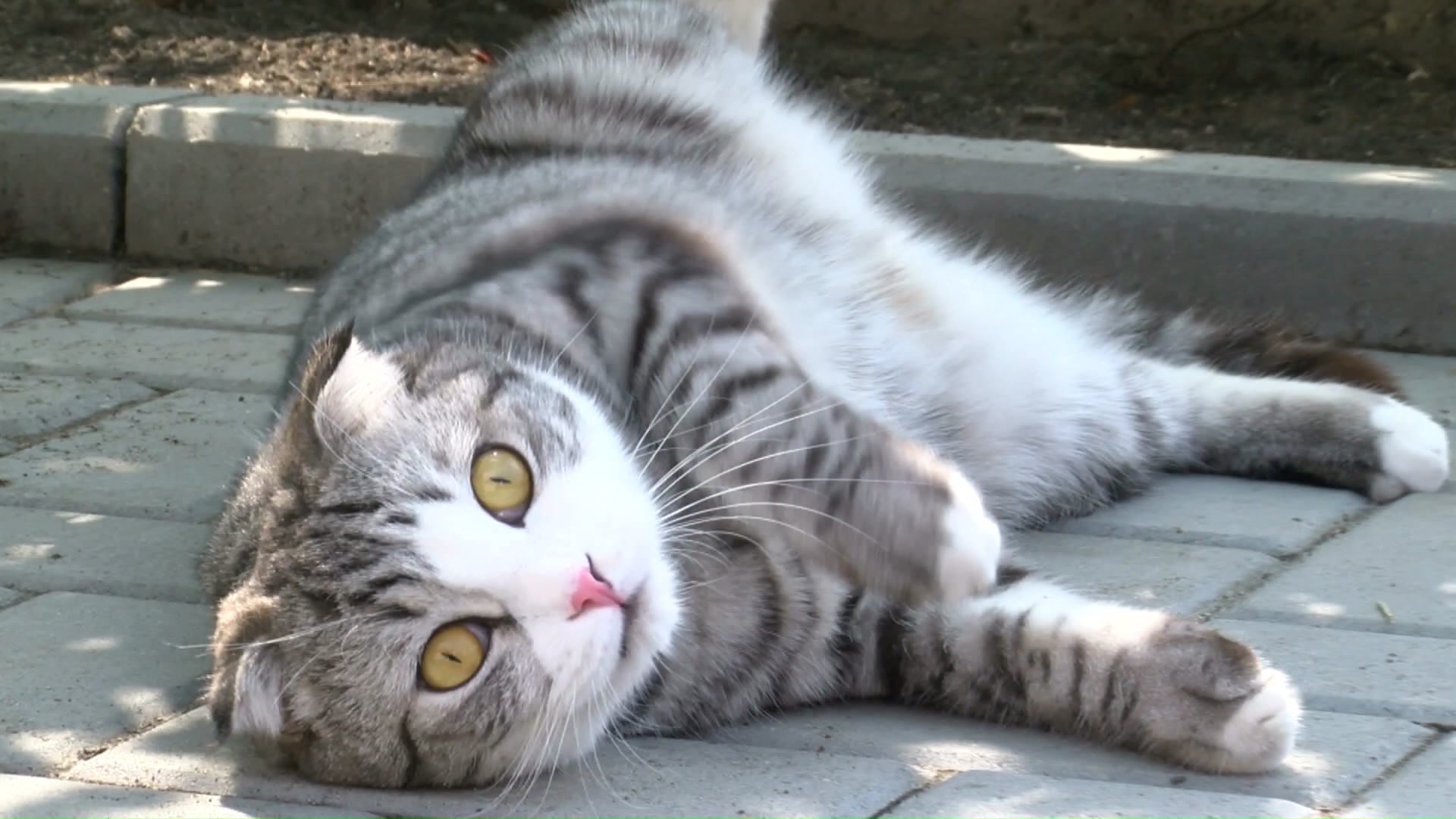 В России всё большую популярность набирает страхование домашних животных