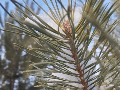 Небольшие осадки в виде мокрого снега и дождя ожидаются завтра