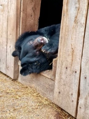 Не до сна. Милый подопечный Старооскольского зоопарка решил не спешить с зимней спячкой