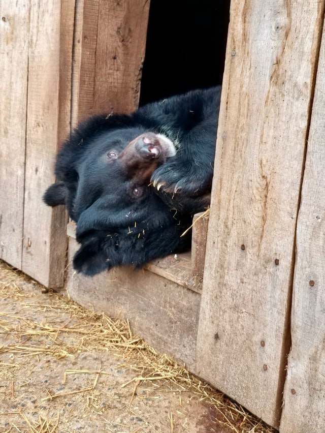 Не до сна. Милый подопечный Старооскольского зоопарка решил не спешить с зимней спячкой