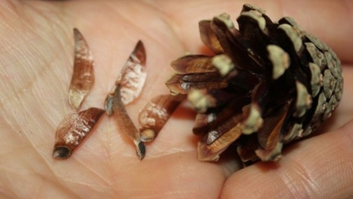 ������������ ������� ������ ���� �������� ����� ��� ������� �����