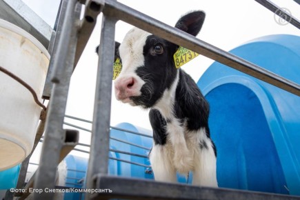 Белгородчина поддержала местных фермеров на 550 млн рублей