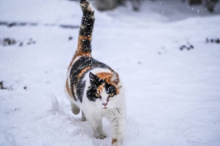 Доброе утро, Белгород!. Сегодня будет облачно, в первой половине дня - снег