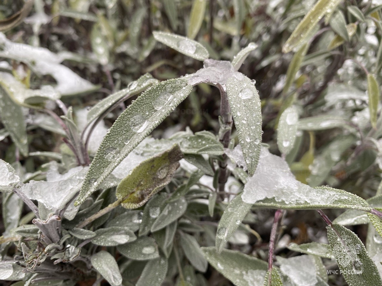 Небольшие, местами умеренные дожди ожидаются в четверг