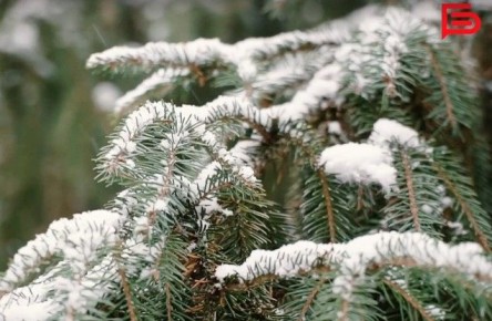 Где в Белгороде откроются ёлочные базары?