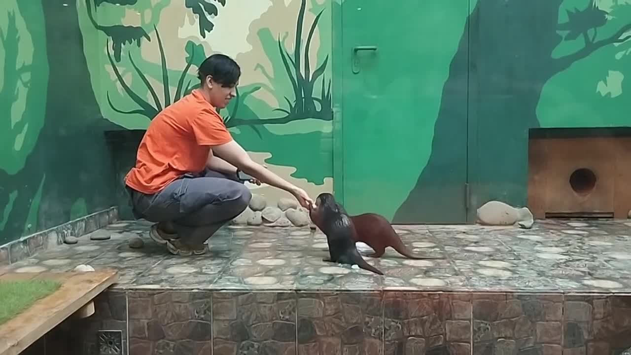 Выпавшему снегу радуются не только люди, но и выдры!