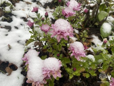 В пятницу в регионе ожидаются осадки в виде дождя и мокрого снега