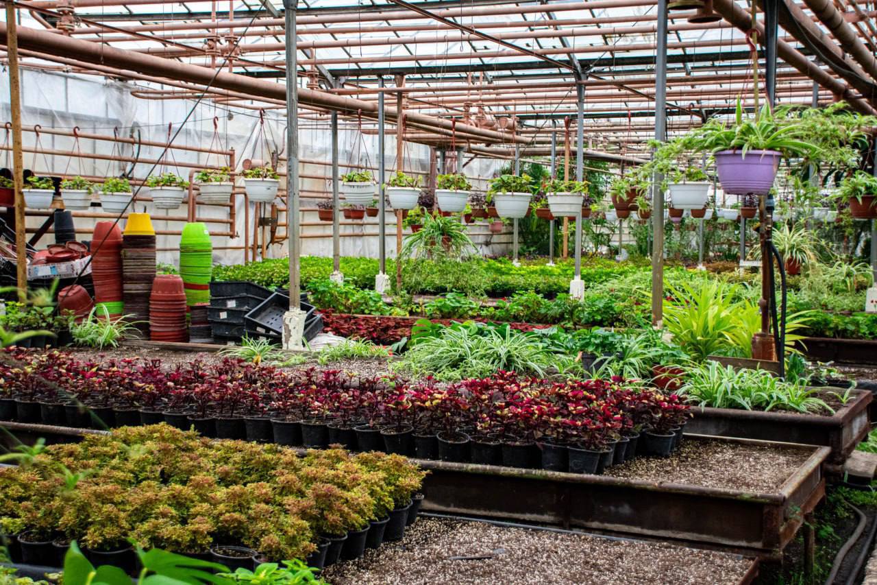 В теплицах «Белгорблагоустройства» кипит работа