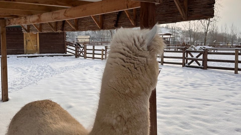 Зима готовит яркий выход: когда ждать морозов в Белгородской области?