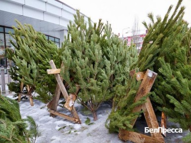 В Белгороде озвучили цены на новогодние ёлки