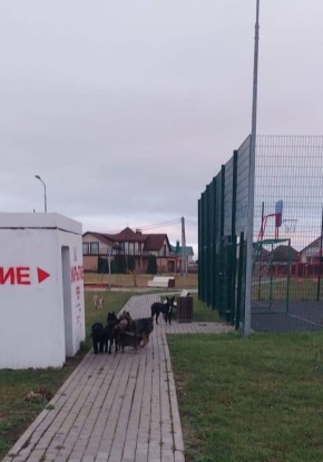 Бродячие собаки оккупировали укрытие в Новосадовом