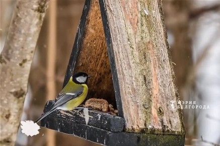 Доброе утро!. В Белгороде пасмурно, возможен дождь