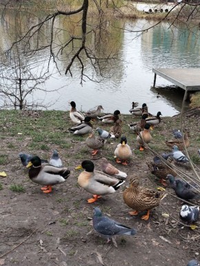 Сегодня, 12 декабря, в Белгороде будет небольшой дождь