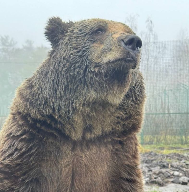 � �������, 12 �������, ��������� �������� ������