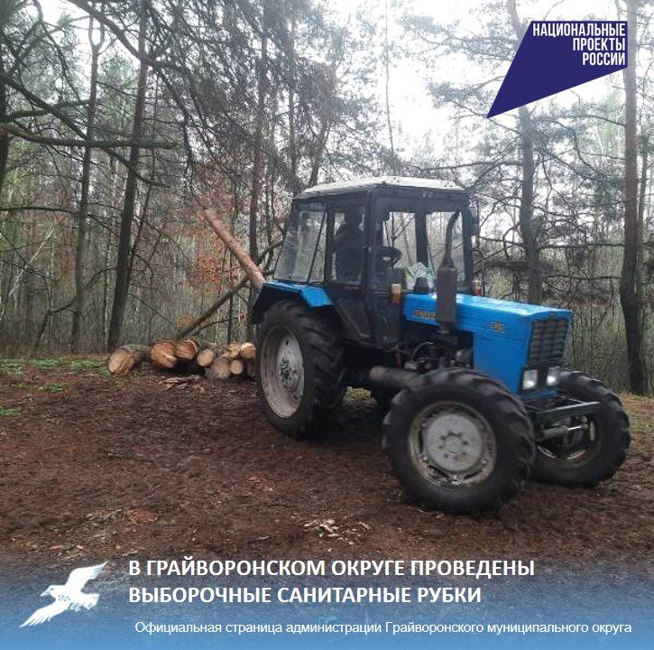 В Грайворонском округе проведены выборочные санитарные рубки