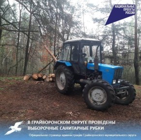 В Грайворонском округе проведены выборочные санитарные рубки