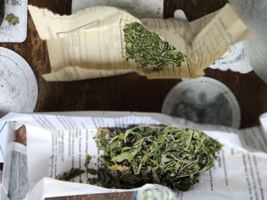 Полицейские пресекли незаконную деятельность жителя Старого Оскола, обустроившего в квартире теплицу с коноплей