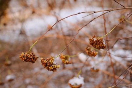 Сегодня, 17 декабря, будет облачная с прояснениями погода