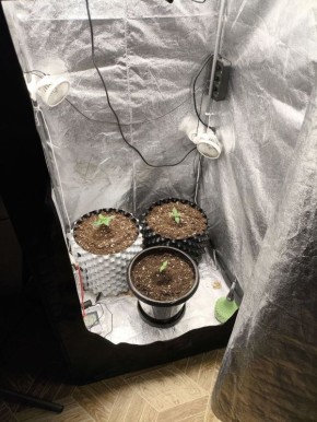 Теплицу с коноплёй обустроил прямо в квартире житель Старого Оскола