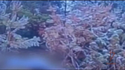 Бойцы Росгвардии уничтожили замаскированный миномёт ВСУ на Харьковском направлении