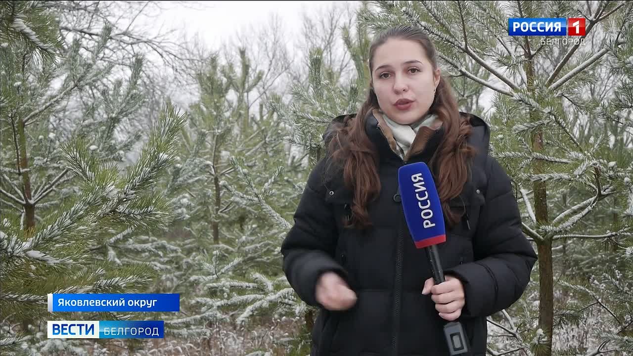 Одни ставят искусственную ёлку, другие покупают живую