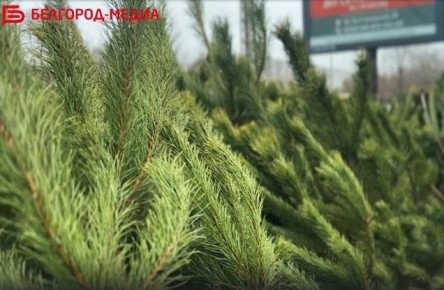 В Белгороде открылись ёлочные базары