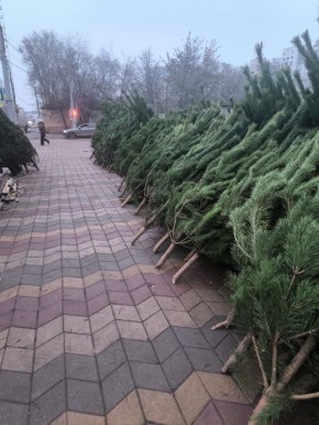 Сегодня в Белгороде дадут старт новогоднему сезону