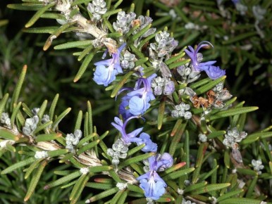 Как обеспечить розмарину комфортную зимовку: советы по уходу и защите