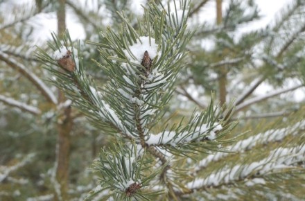 Сегодня, 21 декабря, будет облачная с прояснениями погода