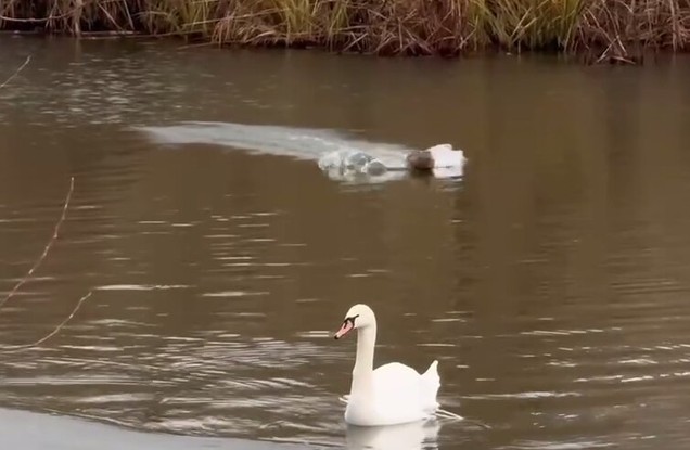 Краснокнижный лебедь-шипун останется зимовать на белгородской Везёлке
