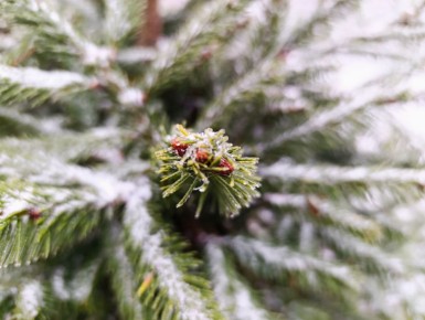 ���� � ������������ ����� ����, ������� ����� ��� ����������� ������� � ������ ���������