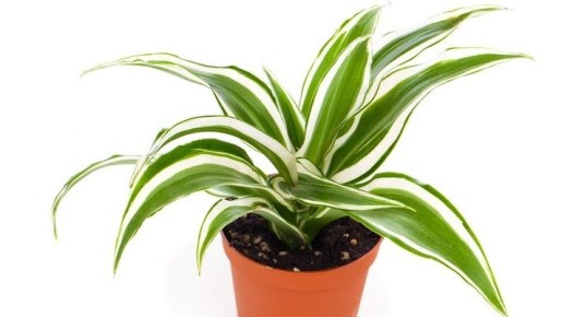 Индивидуальный подход к поливу драцен: как создать идеальные условия для роста