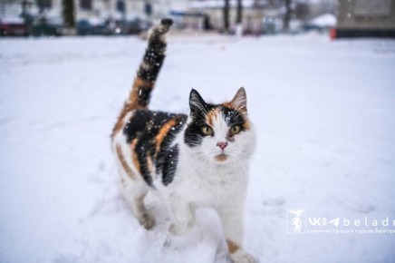 ������ ����, ��������!. ������ 28 �������: ��������� ����