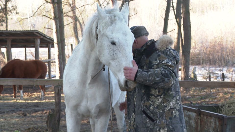 Красная Огненная Лошадь 2026: как на белгородской ферме живут благородные символы нового года